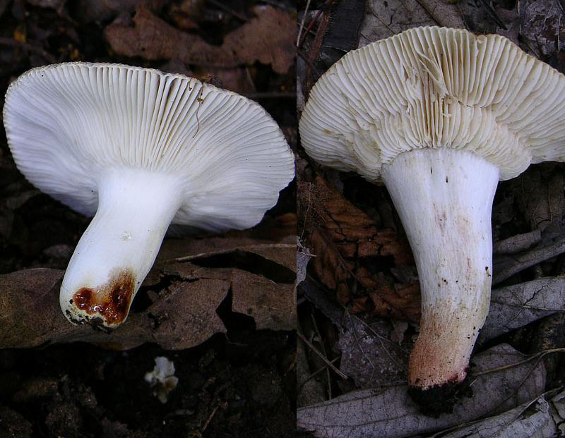 Russula insignis e Russula praetervisa a confronto.